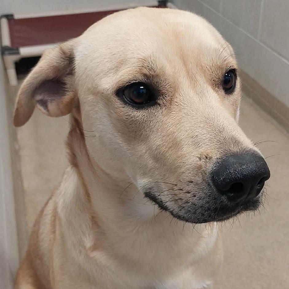 SHAYLA, ADOPTABLE, Young Female Mixed Breed.