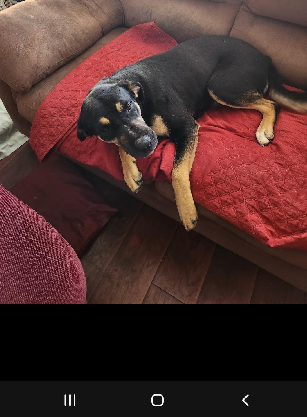 Bonnie, ADOPTABLE, Adult Female German Shepherd Dog & Rottweiler.