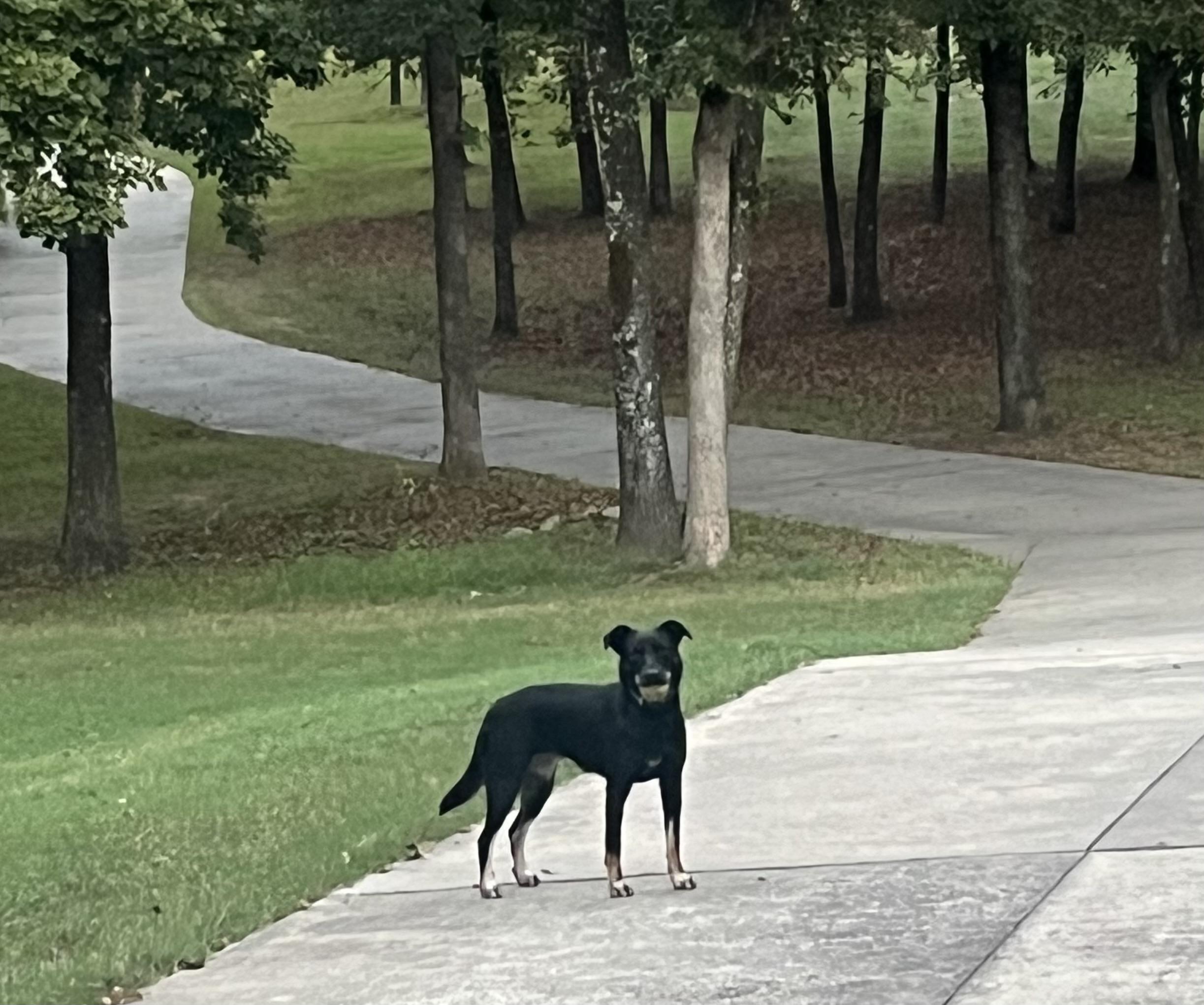 Shawnee, Adoptable, Young Female Shepherd & Cattle Dog.