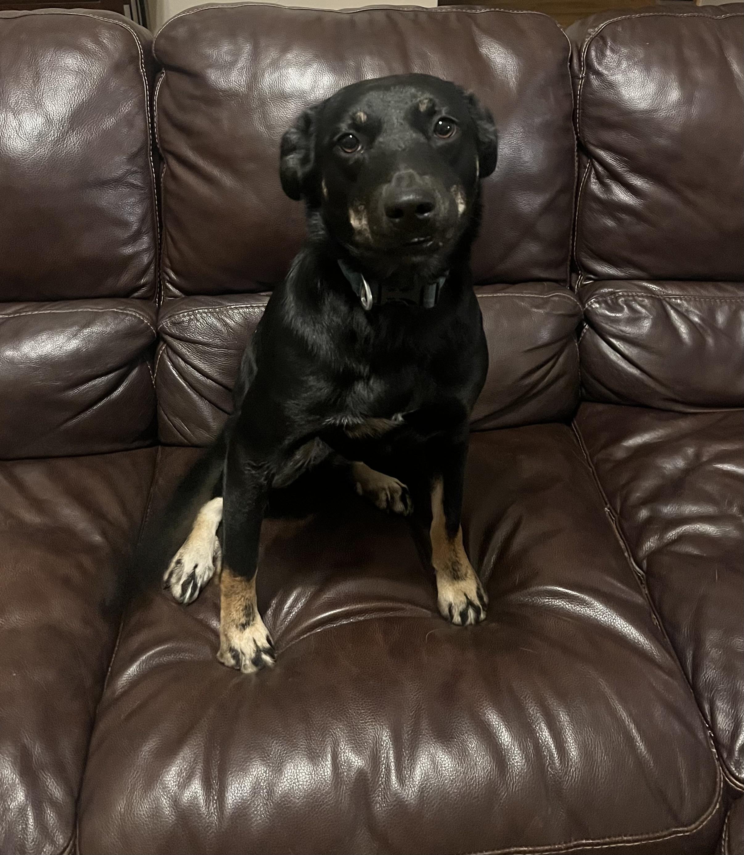 Shawnee, Adoptable, Young Female Shepherd & Cattle Dog.