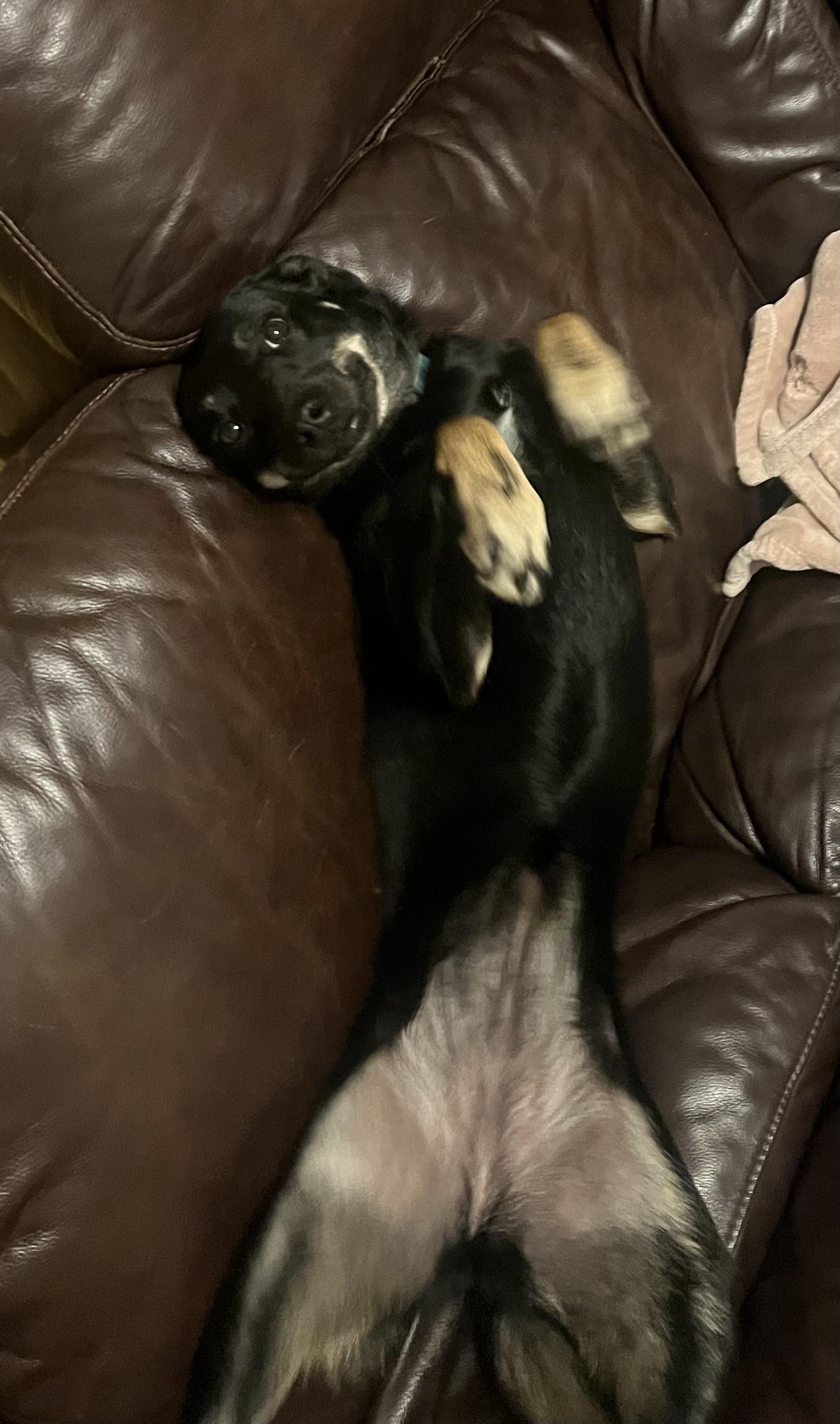 Enlarge Shawnee, a Adoptable mixed breed in Choctaw, OK image 3/3