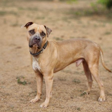 Romeo, an adoptable Pit Bull Terrier in EL COLORADO, JAL, 48265 | Photo Image 3