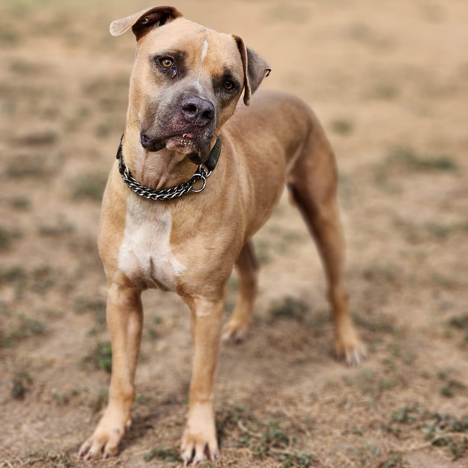 Romeo, an adoptable Pit Bull Terrier in EL COLORADO, JAL, 48265 | Photo Image 4