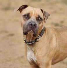 Romeo, Adoptable, Adult Male Pit Bull Terrier.