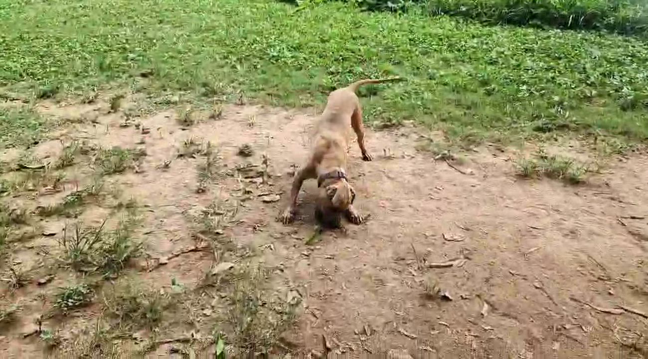 Enlarge Romeo, a Adoptable mixed breed in EL COLORADO, JAL video 3/6