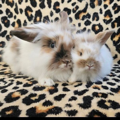 Theodora & Wendy's Spicy Chicken Nugget, Adoptable, Young Female Lionhead & American Fuzzy Lop.