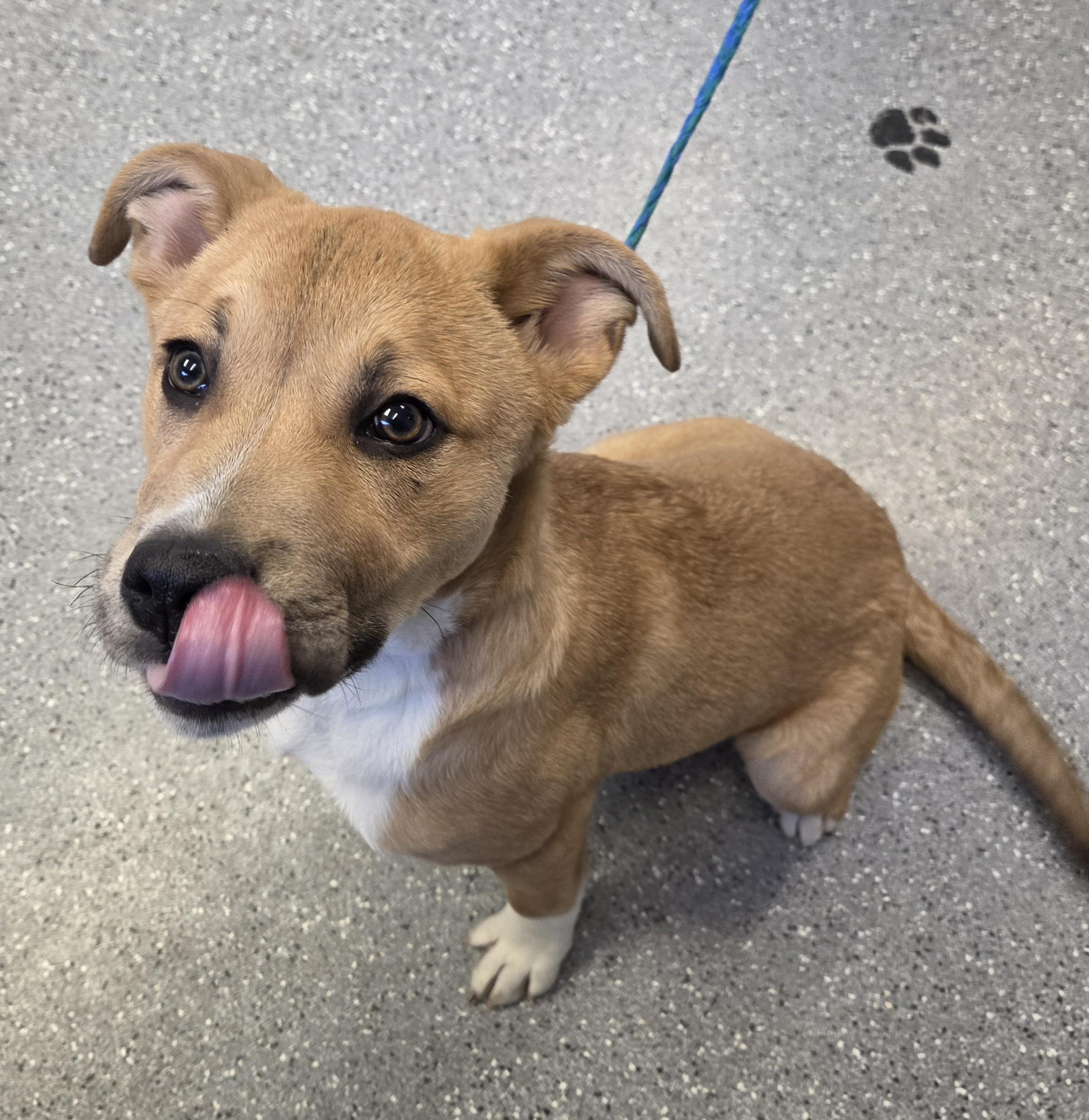 Clover, adopted, Puppy Female Mixed Breed.
