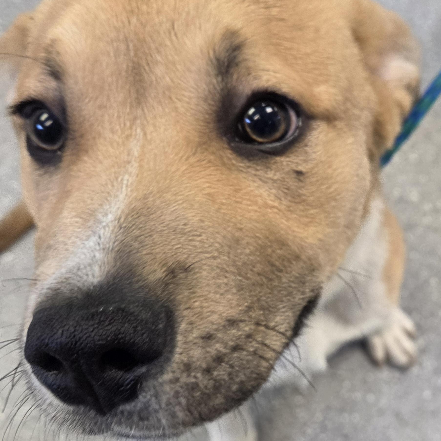 Enlarge Clover, an adopted Mixed Breed in Watertown, NY image 2/2