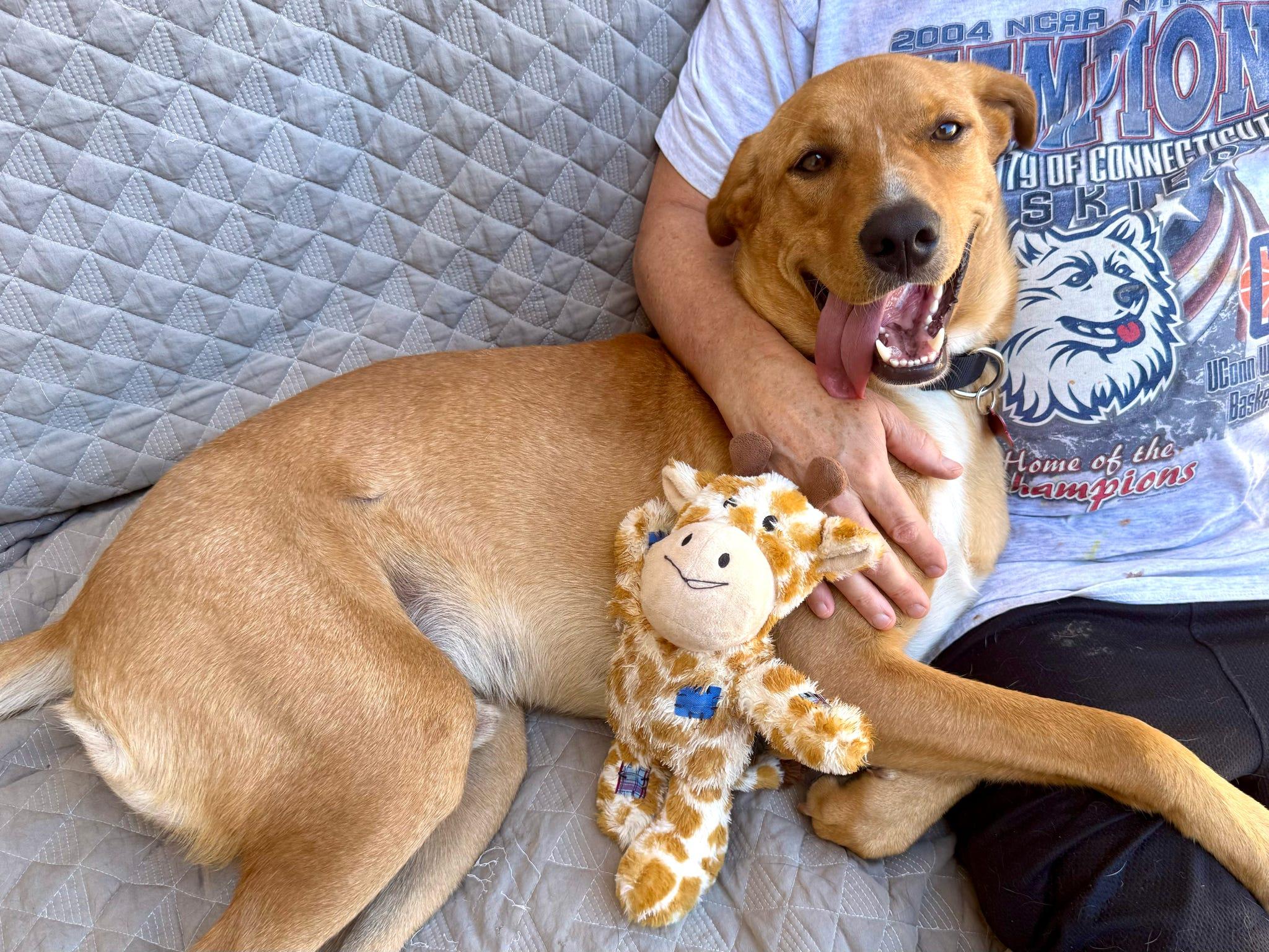 Bobby, a Adoptable Carolina Dog in Tucson, AZ image 1/5