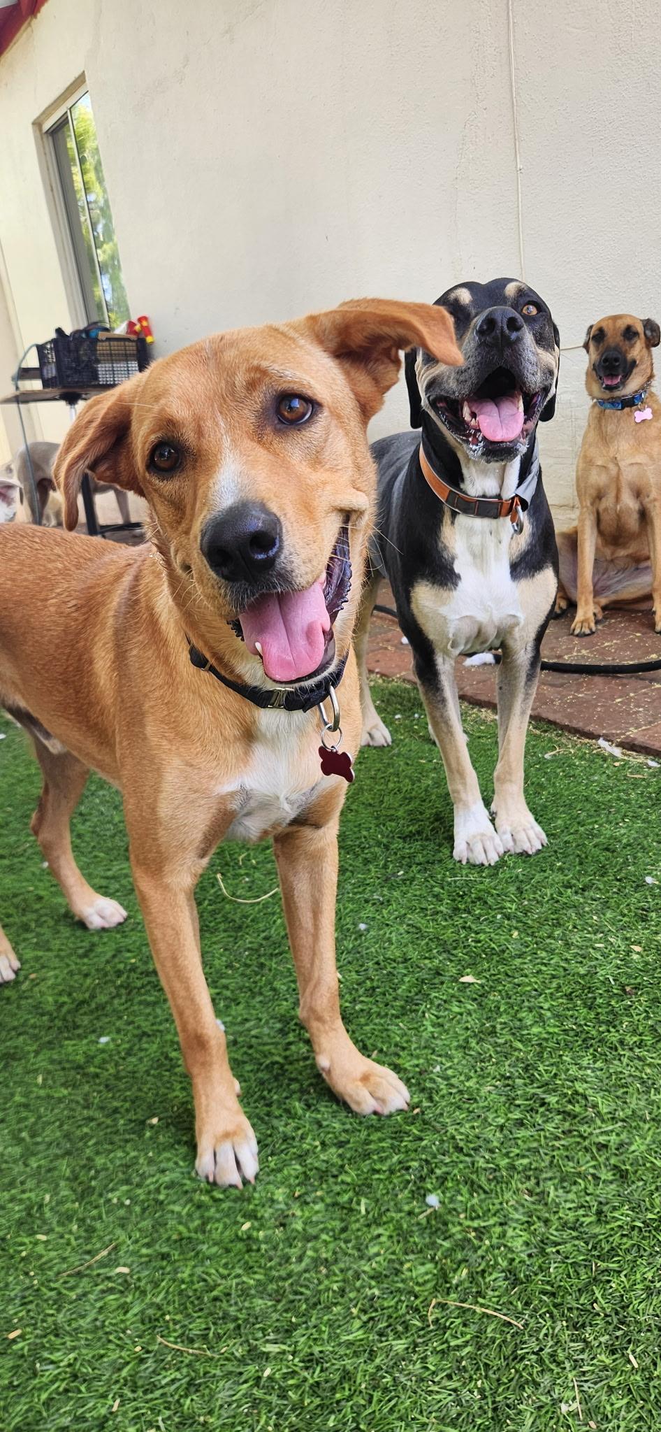 Bobby, a Adoptable Carolina Dog in Tucson, AZ image 2/5