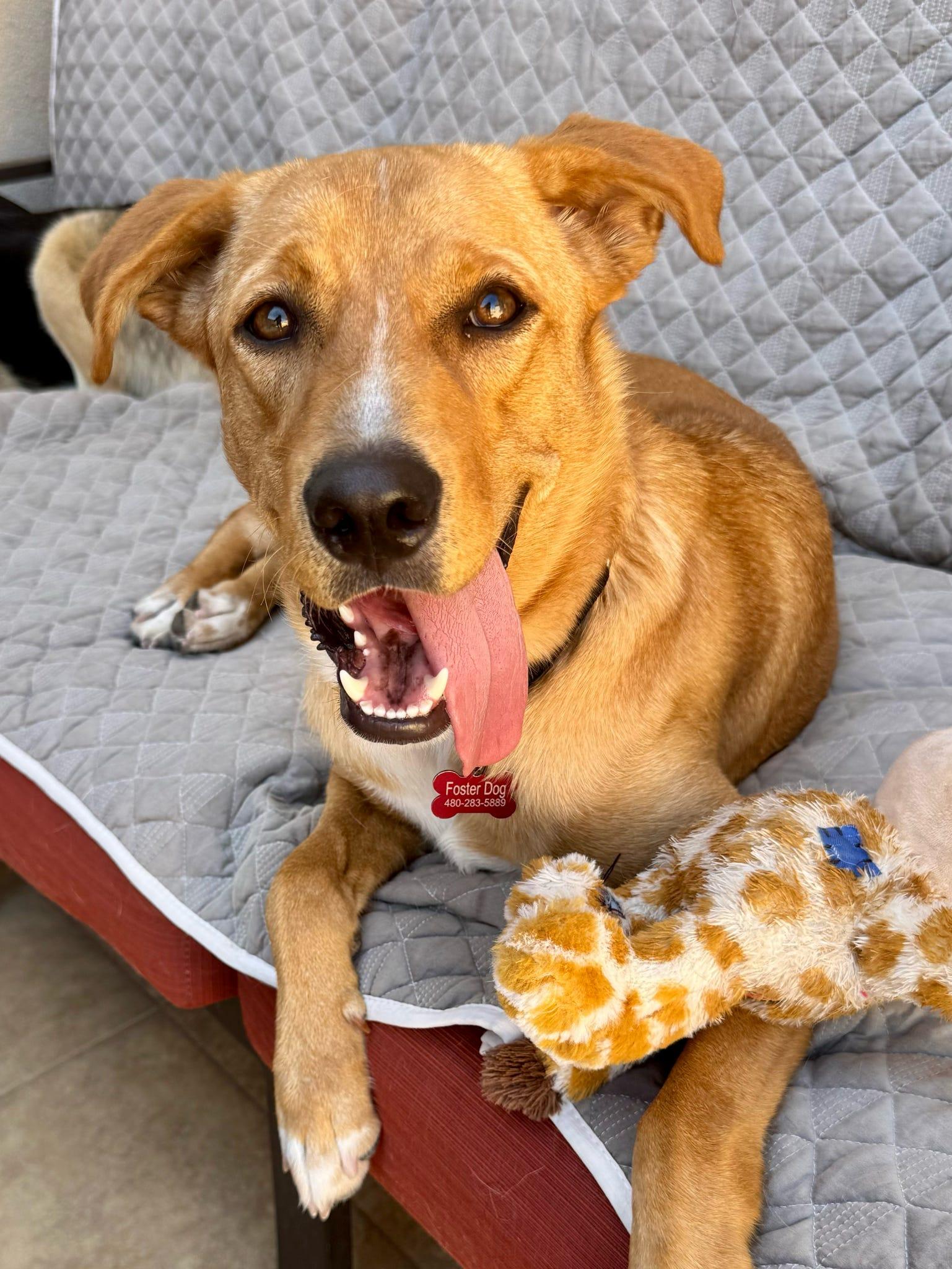 Bobby, a Adoptable Carolina Dog in Tucson, AZ image 3/5