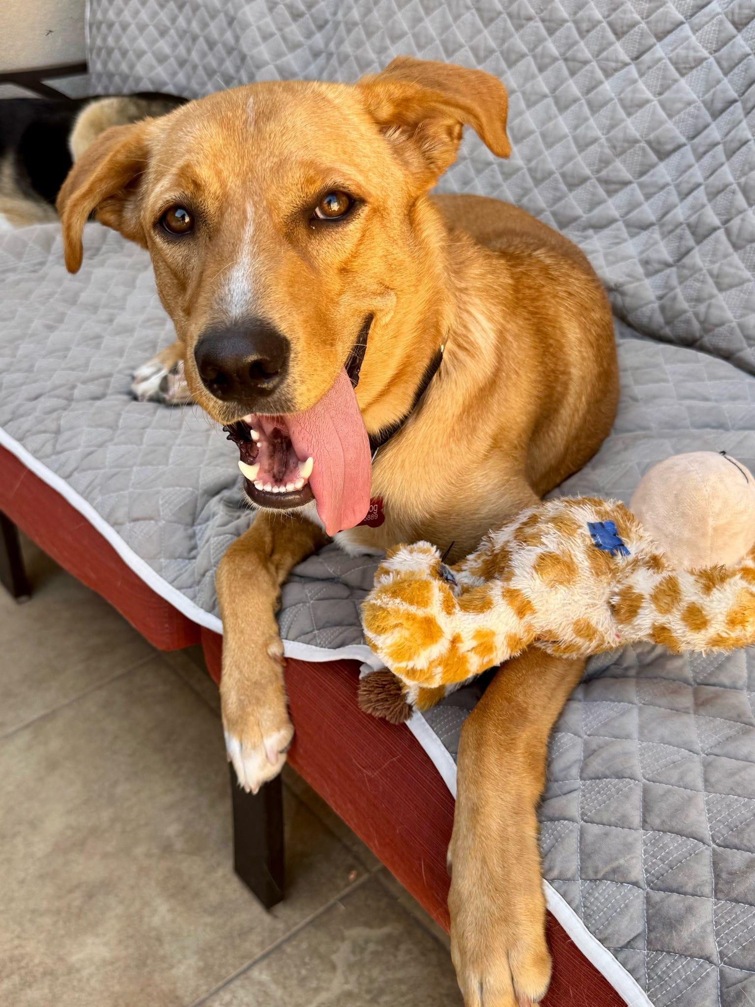 Bobby, a Adoptable Carolina Dog in Tucson, AZ image 4/5