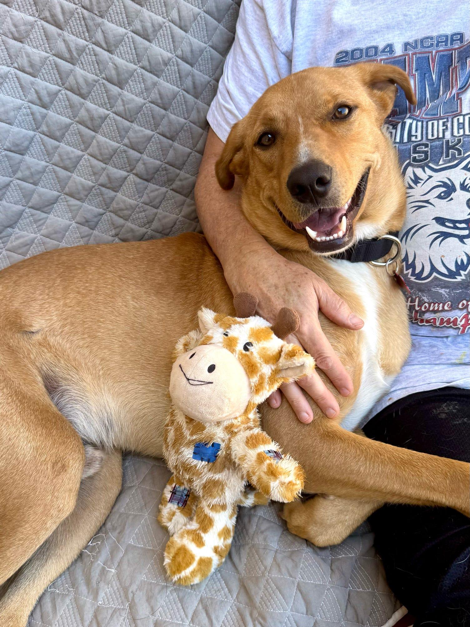 Bobby, a Adoptable Carolina Dog in Tucson, AZ image 5/5