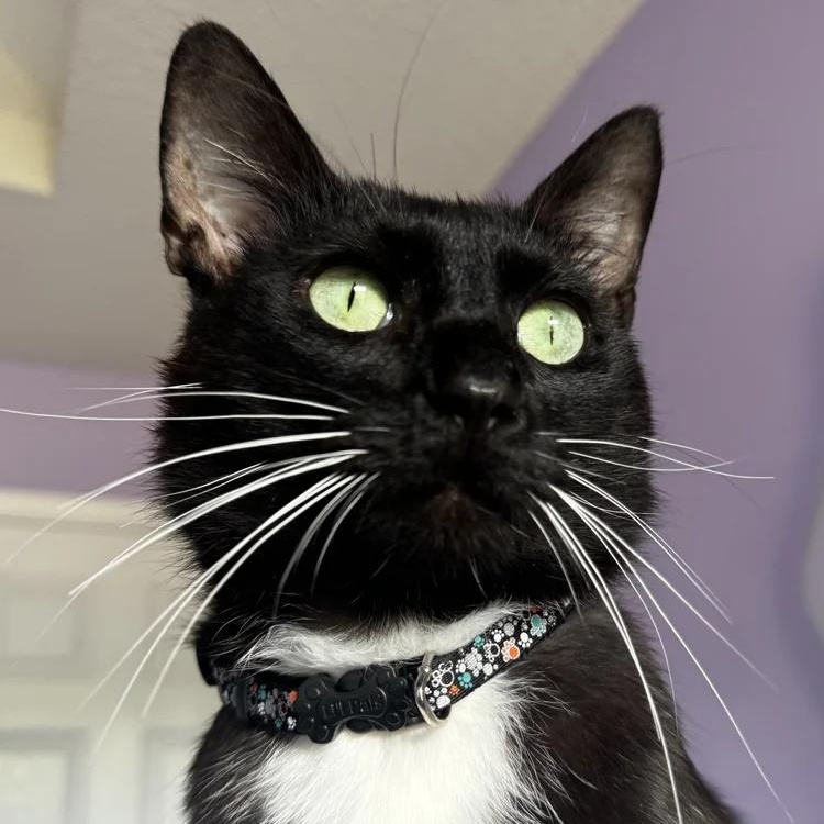 Meet Tuxy  The Dapper Survivor Who Deserves All the Love Sweet Tuxy has been through a lot in his
