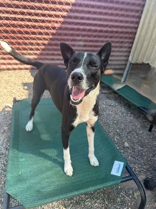 Dog for adoption - Raffi, a Mixed Breed in Comox, BC | Petfinder