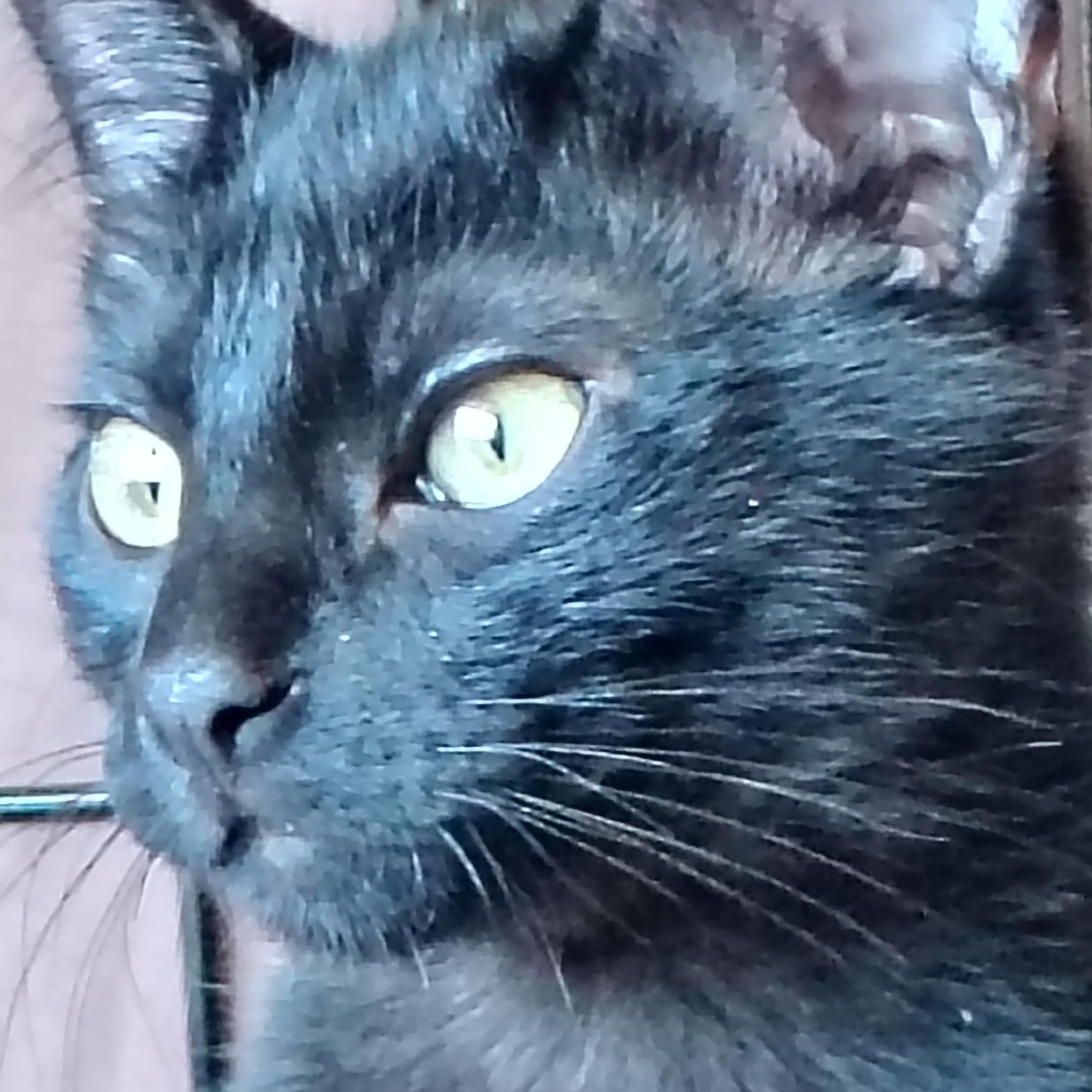 Rosita, ADOPTABLE, Kitten Female Domestic Short Hair.