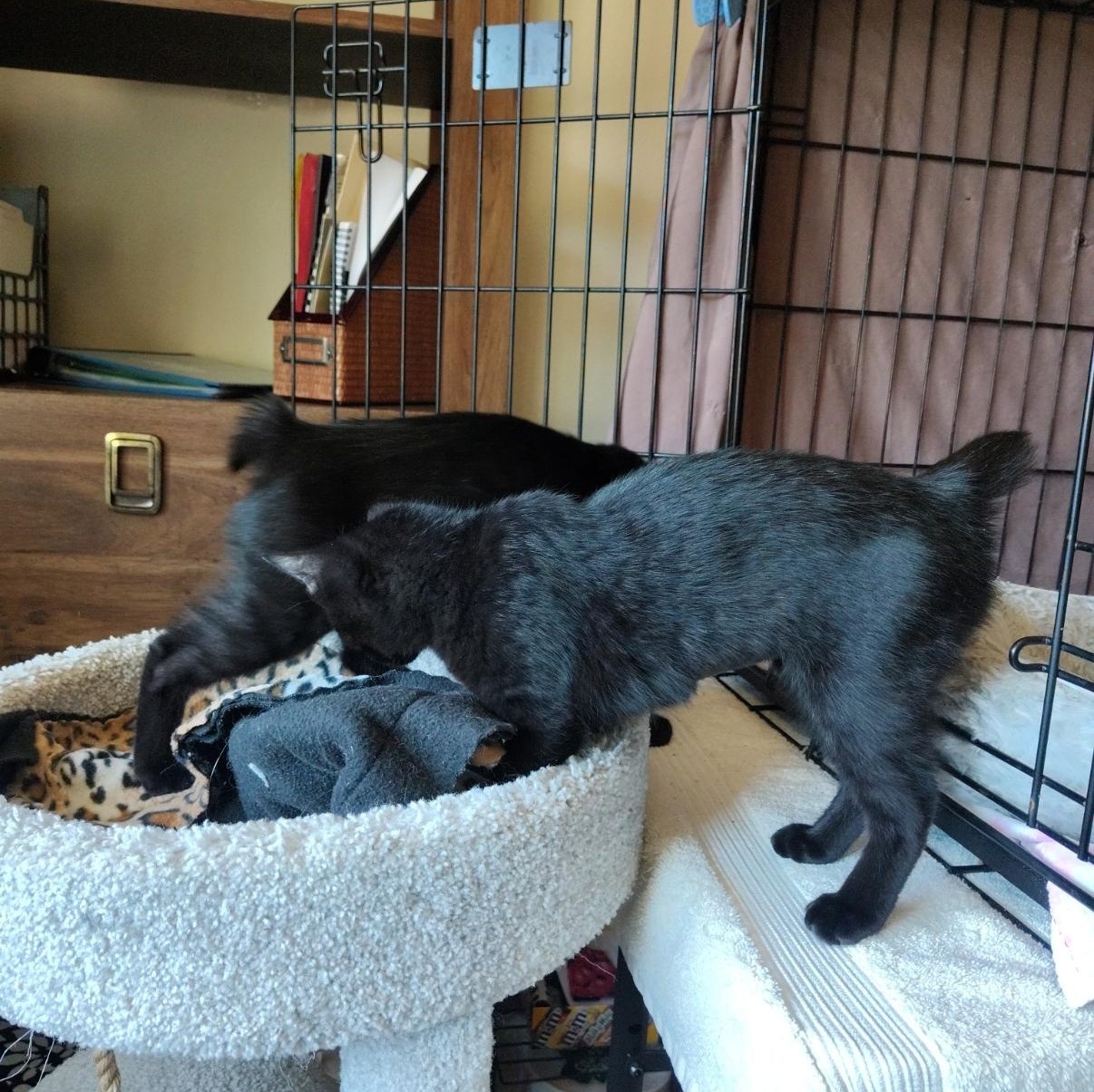Enlarge Rosita, a ADOPTABLE Domestic Short Hair in Bothell, WA image 5/5