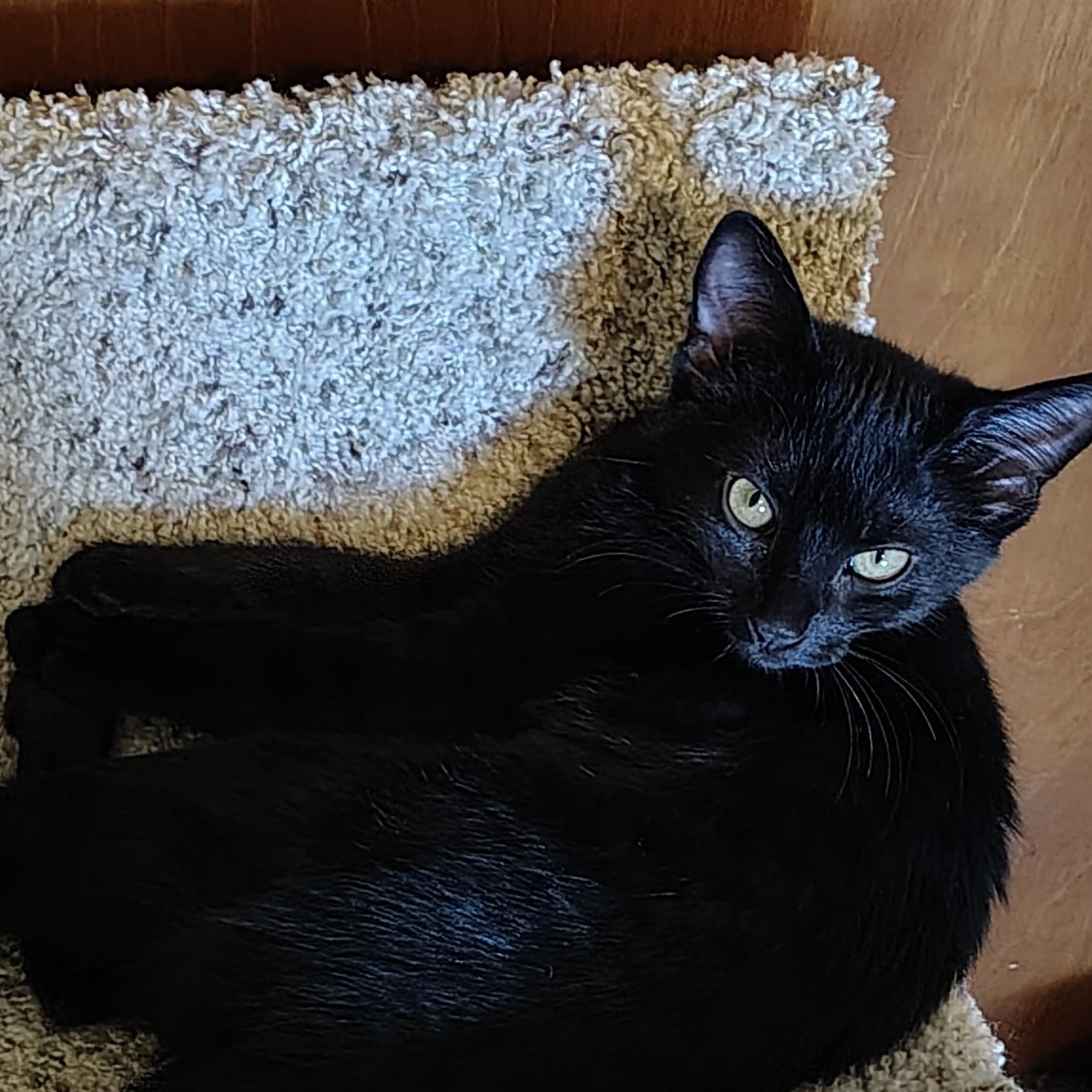 Enlarge Rosita, a ADOPTABLE Domestic Short Hair in Bothell, WA image 3/5