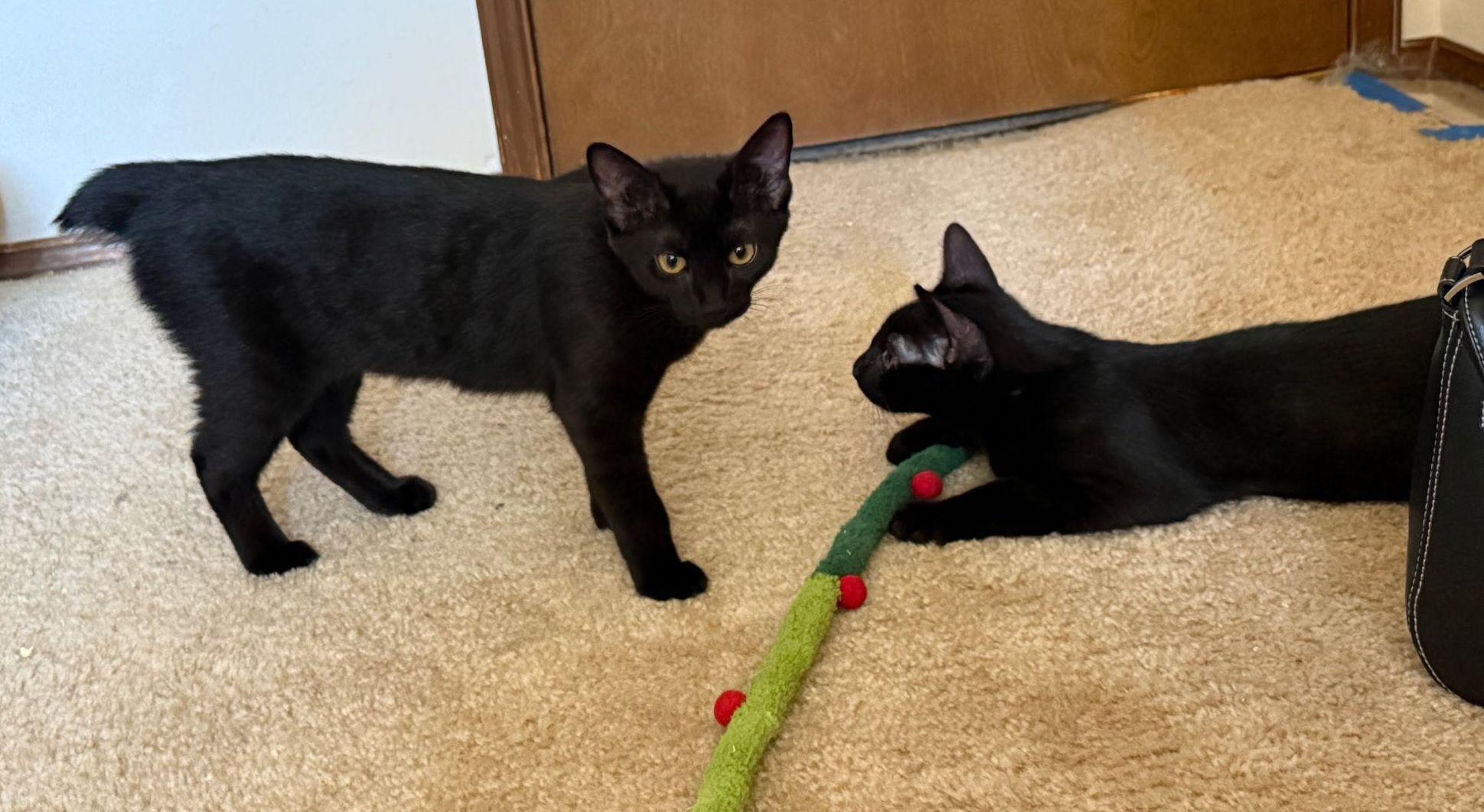 Rosita, Adoptable, Young Female Domestic Short Hair.