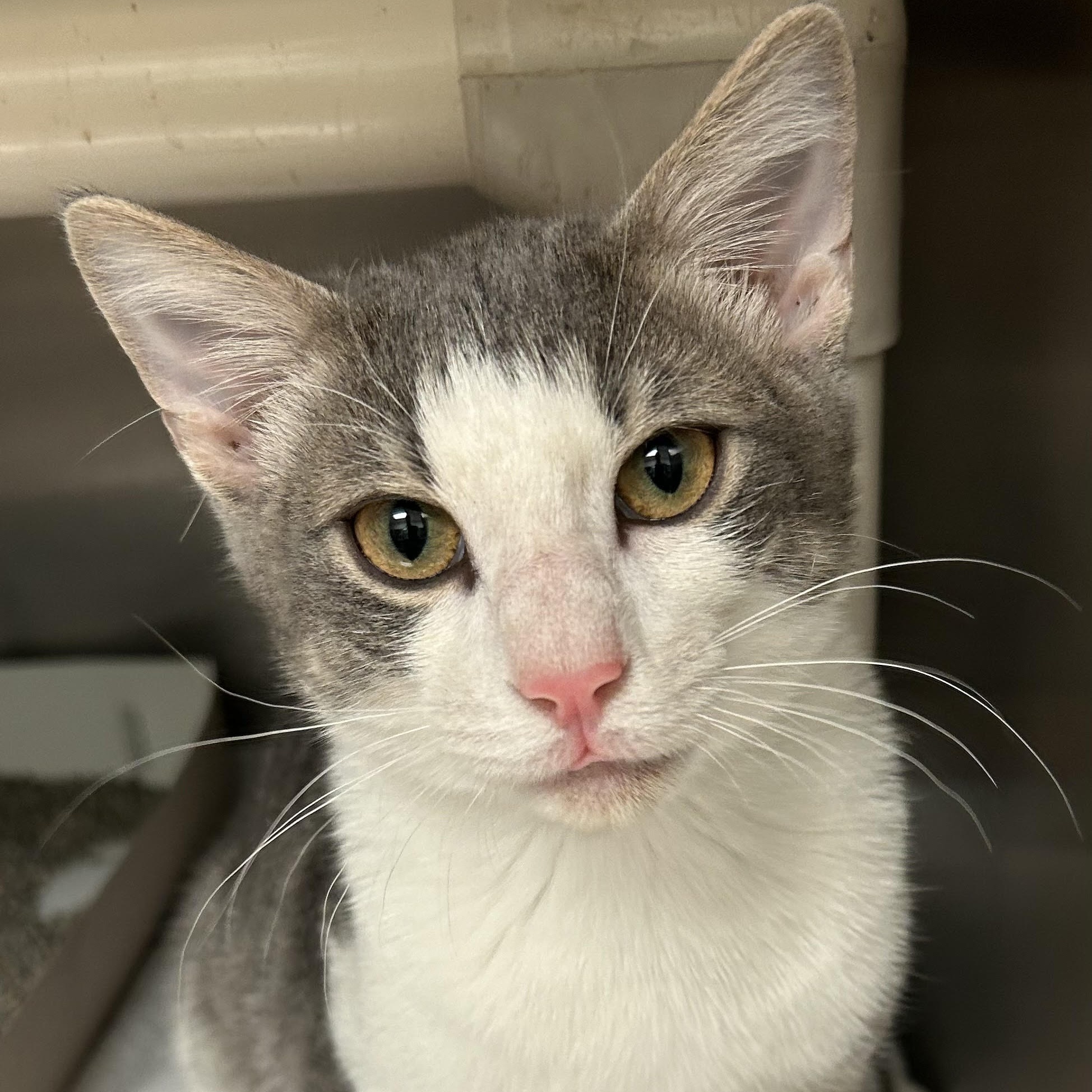 Cat for adoption Dr.jekyll, a Domestic Short Hair Mix in St