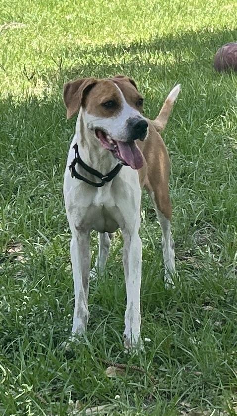 DIXIE, Adoptable, Senior Female Beagle & American Foxhound.