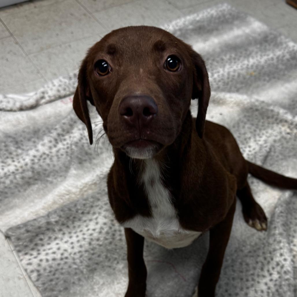 Brea, Adoptable, Young Female Flat-Coated Retriever.