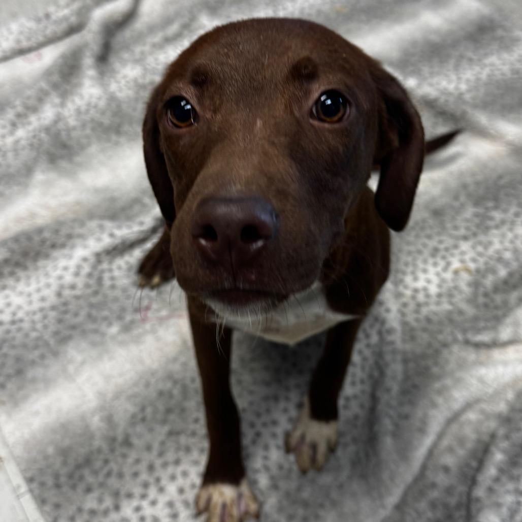 Enlarge Brea, a Adoptable mixed breed in Clarksdale, MS image 2/5