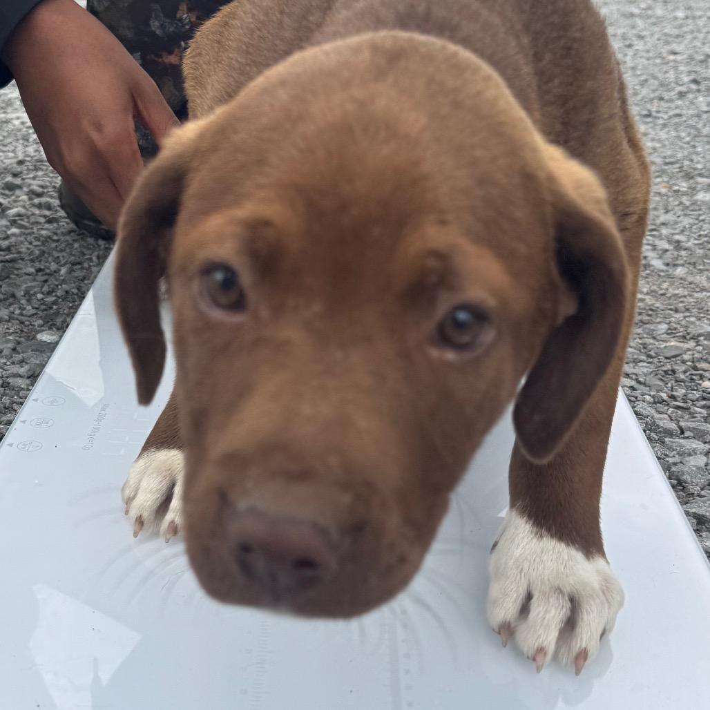 Enlarge Brea, a Adoptable mixed breed in Clarksdale, MS image 3/5