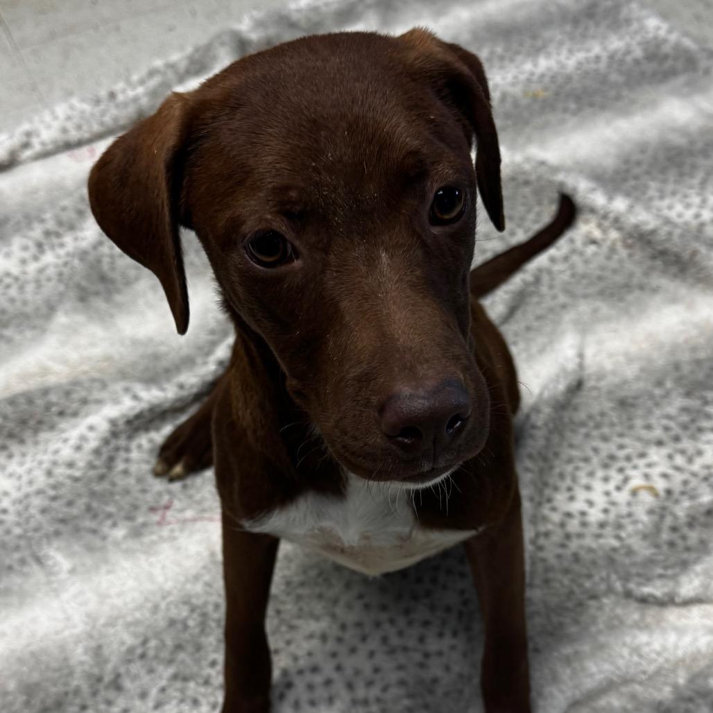 Enlarge Brea, a Adoptable mixed breed in Clarksdale, MS image 4/5