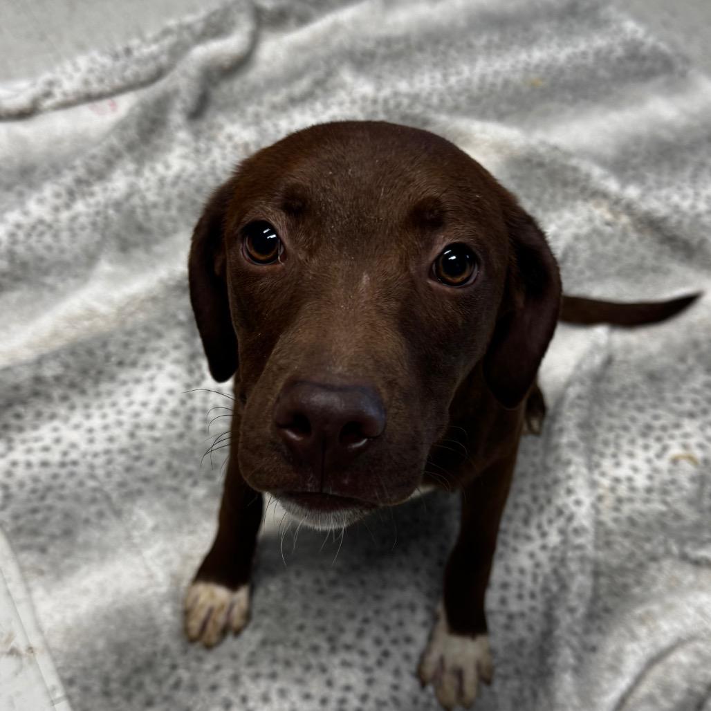 Enlarge Brea, a Adoptable mixed breed in Clarksdale, MS image 5/5