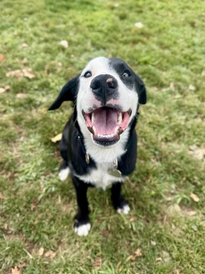 Corndog, Adopted, Adult Male Mixed Breed.