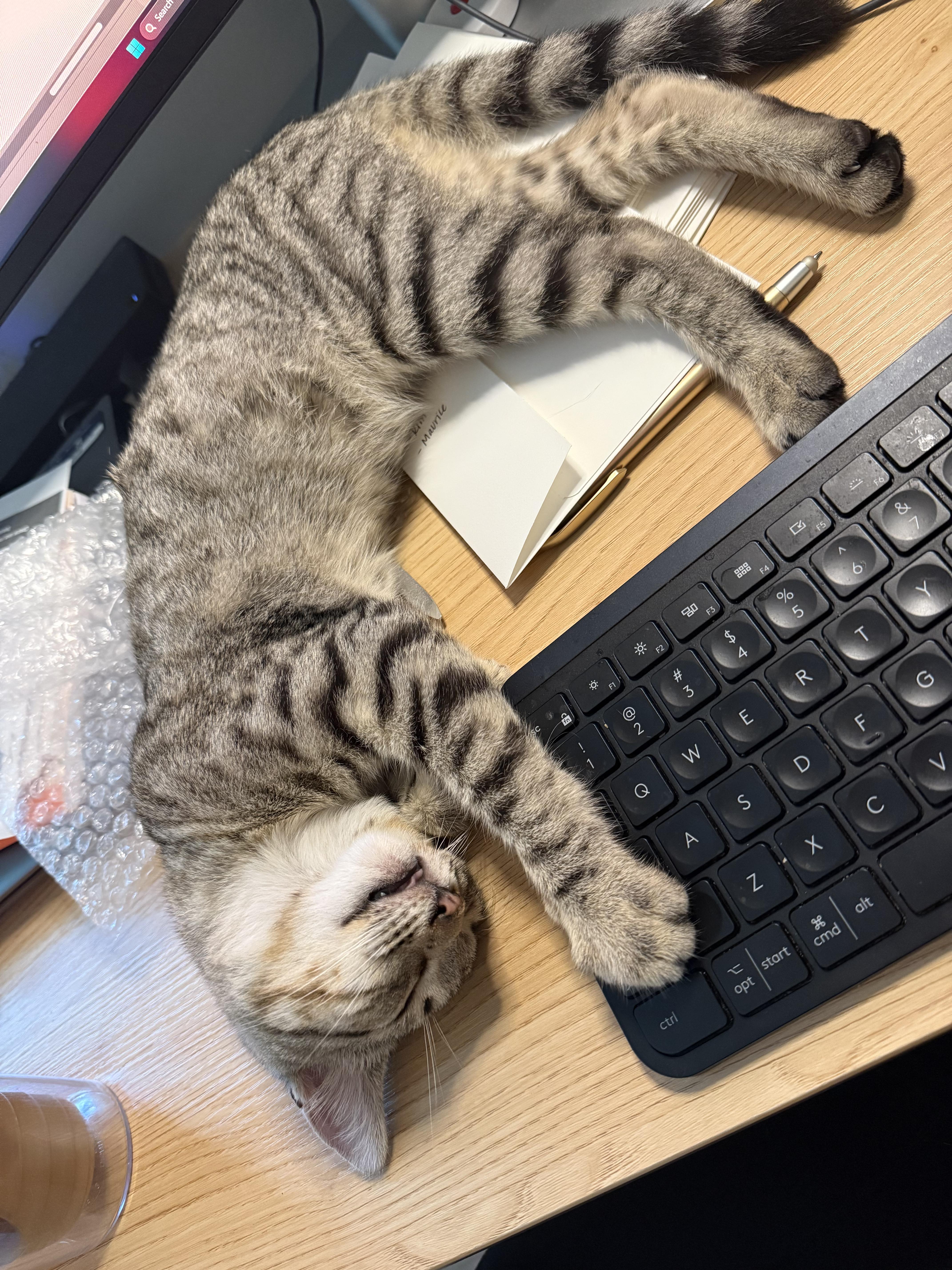 Luci (lap cat)