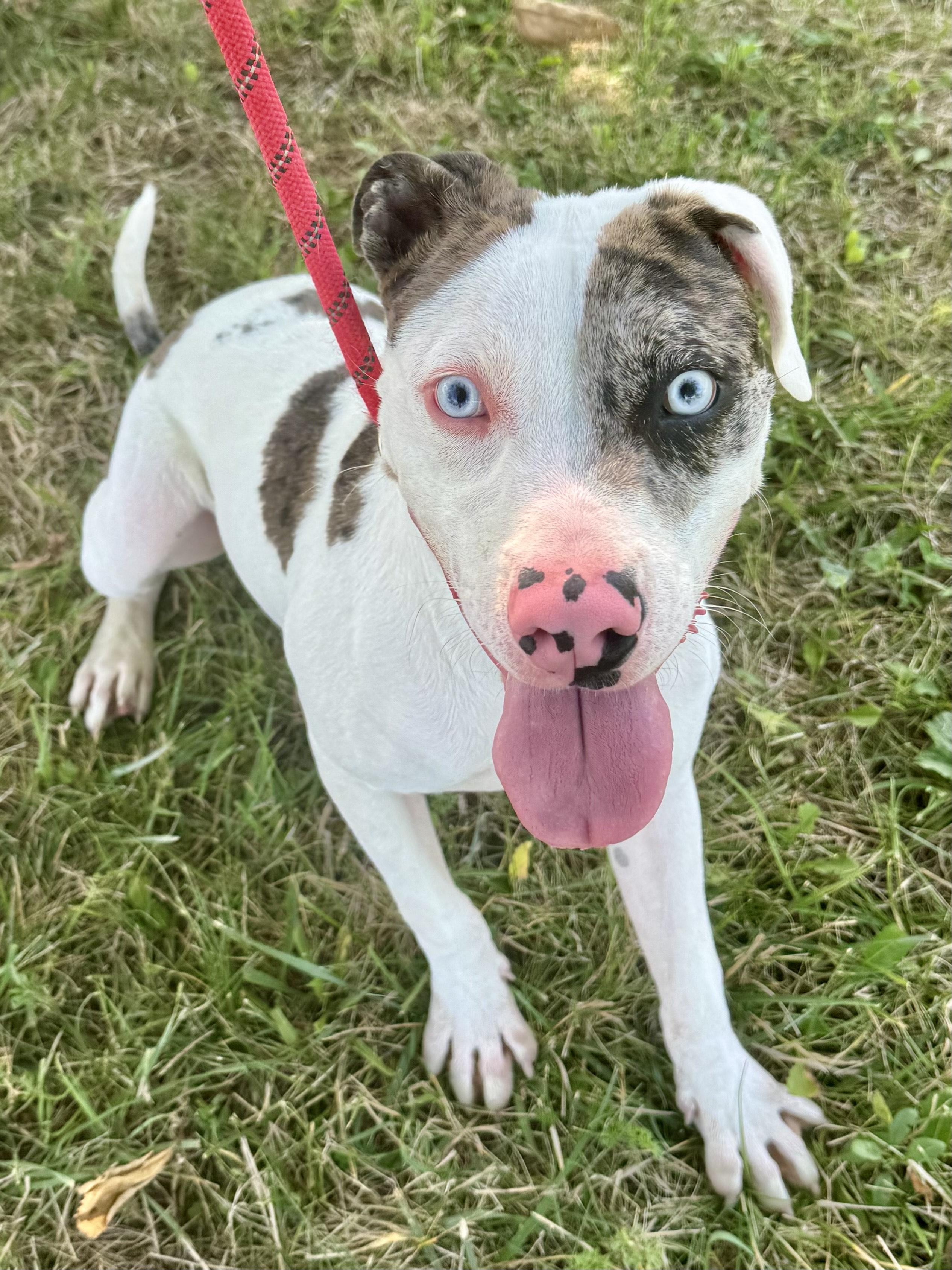 Everest, Adoptable, Adult Male Catahoula Leopard Dog.