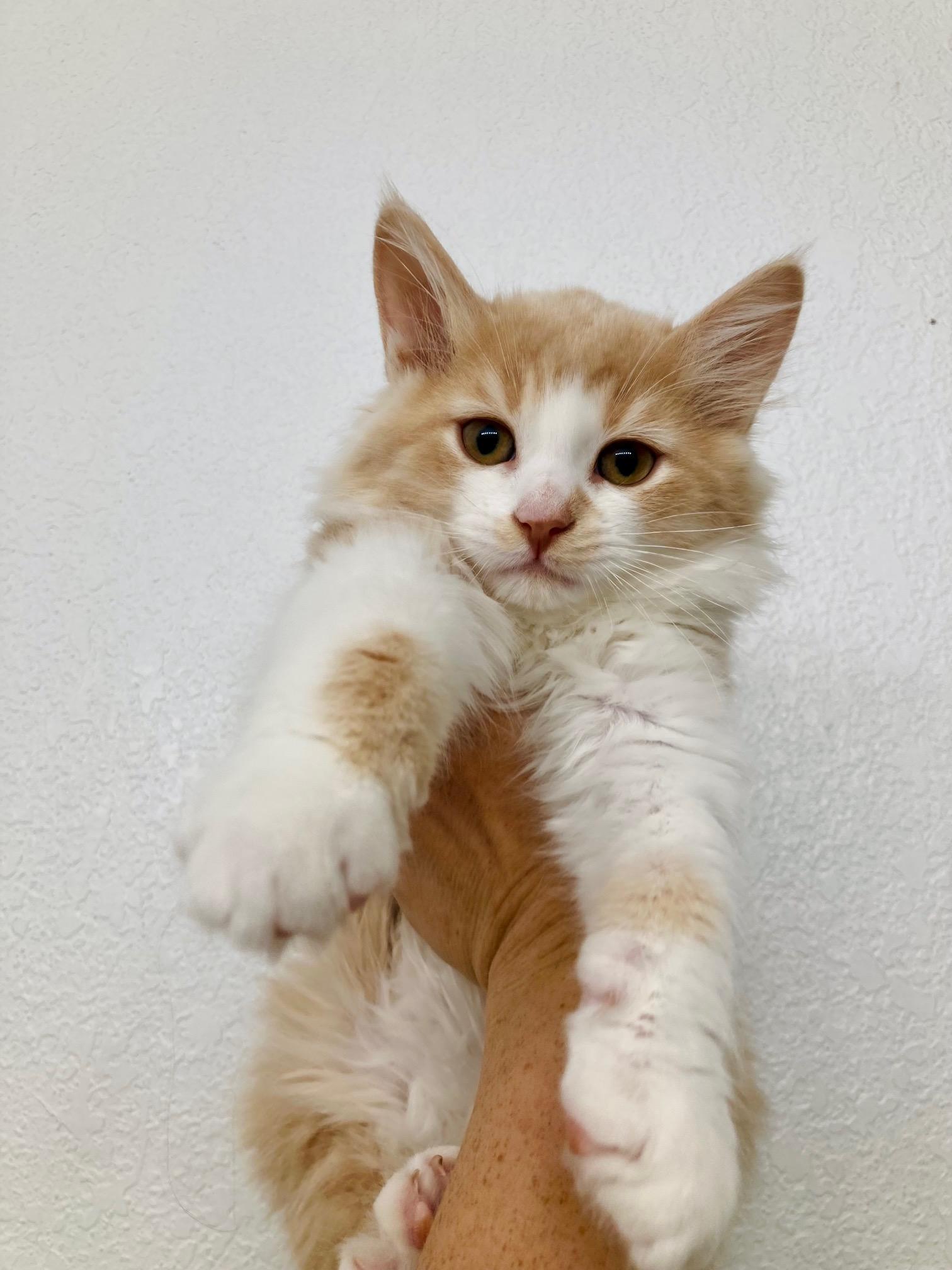 Chevy, Adopted, Kitten Male Domestic Long Hair.