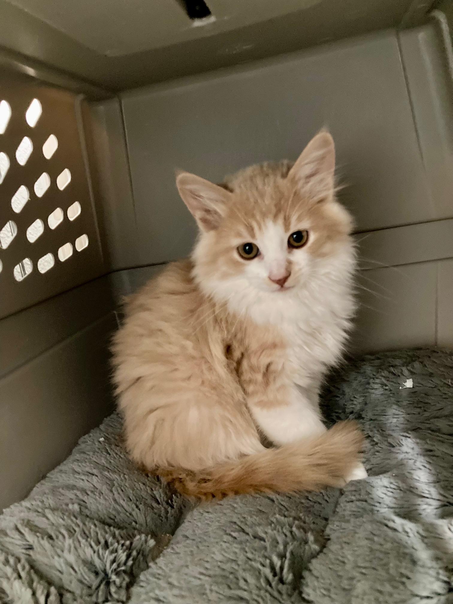 Enlarge Chevy, a Adopted mixed breed in El Dorado Hills, CA image 2/3