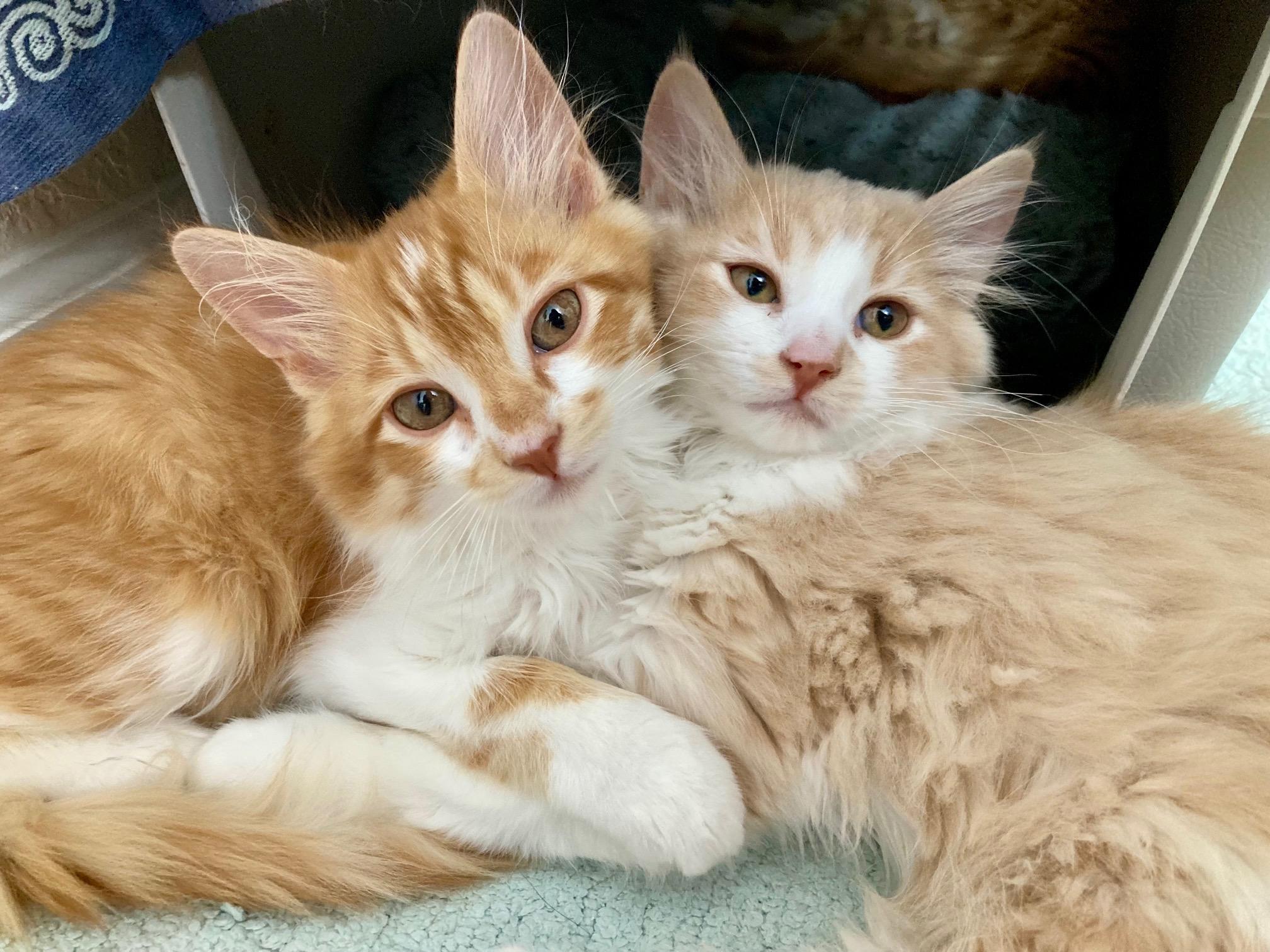 Enlarge Chevy, a Adopted mixed breed in El Dorado Hills, CA image 3/3