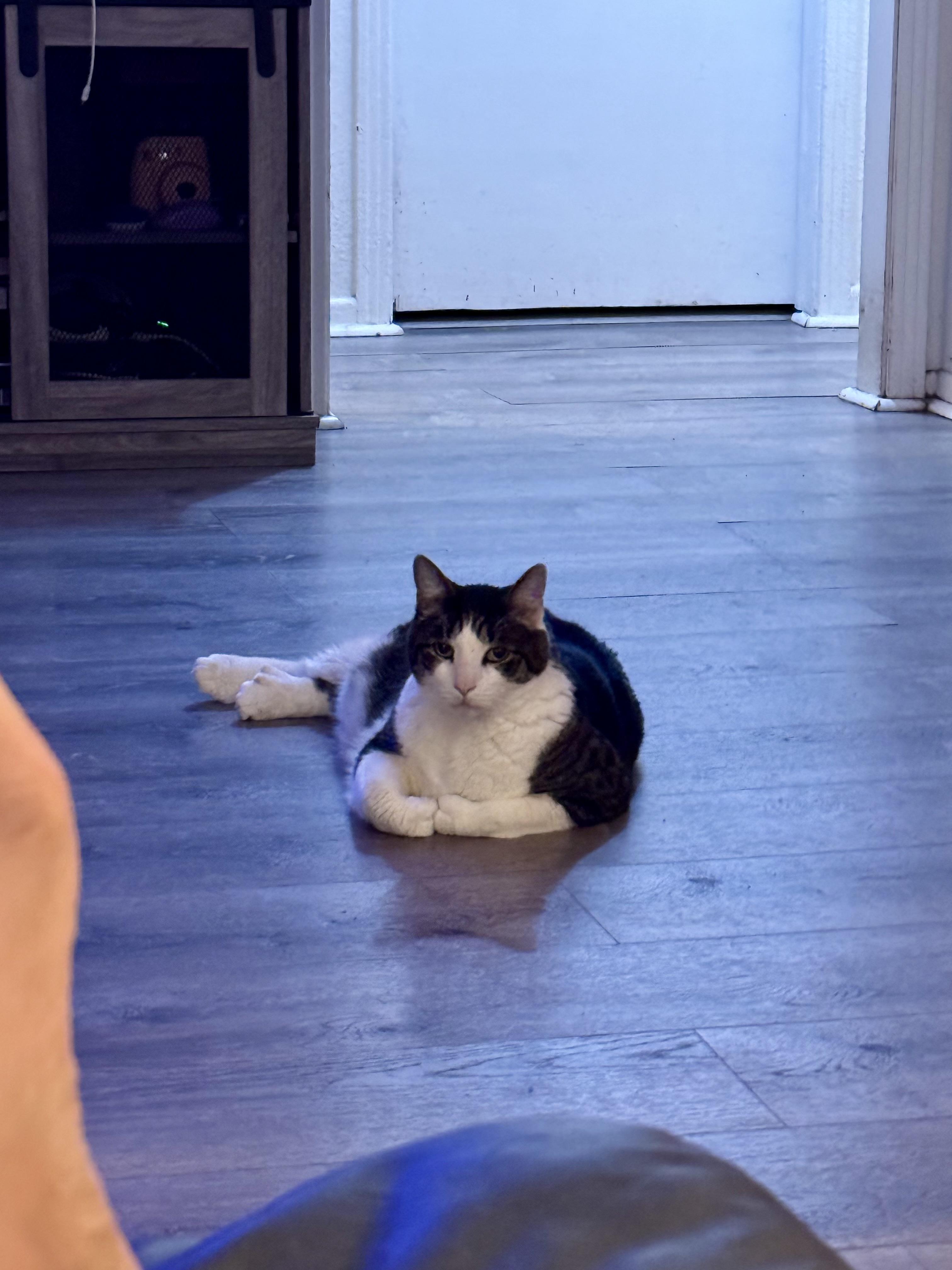 Enlarge Traveler, a Adoptable Domestic Short Hair in largo, FL image 1/2