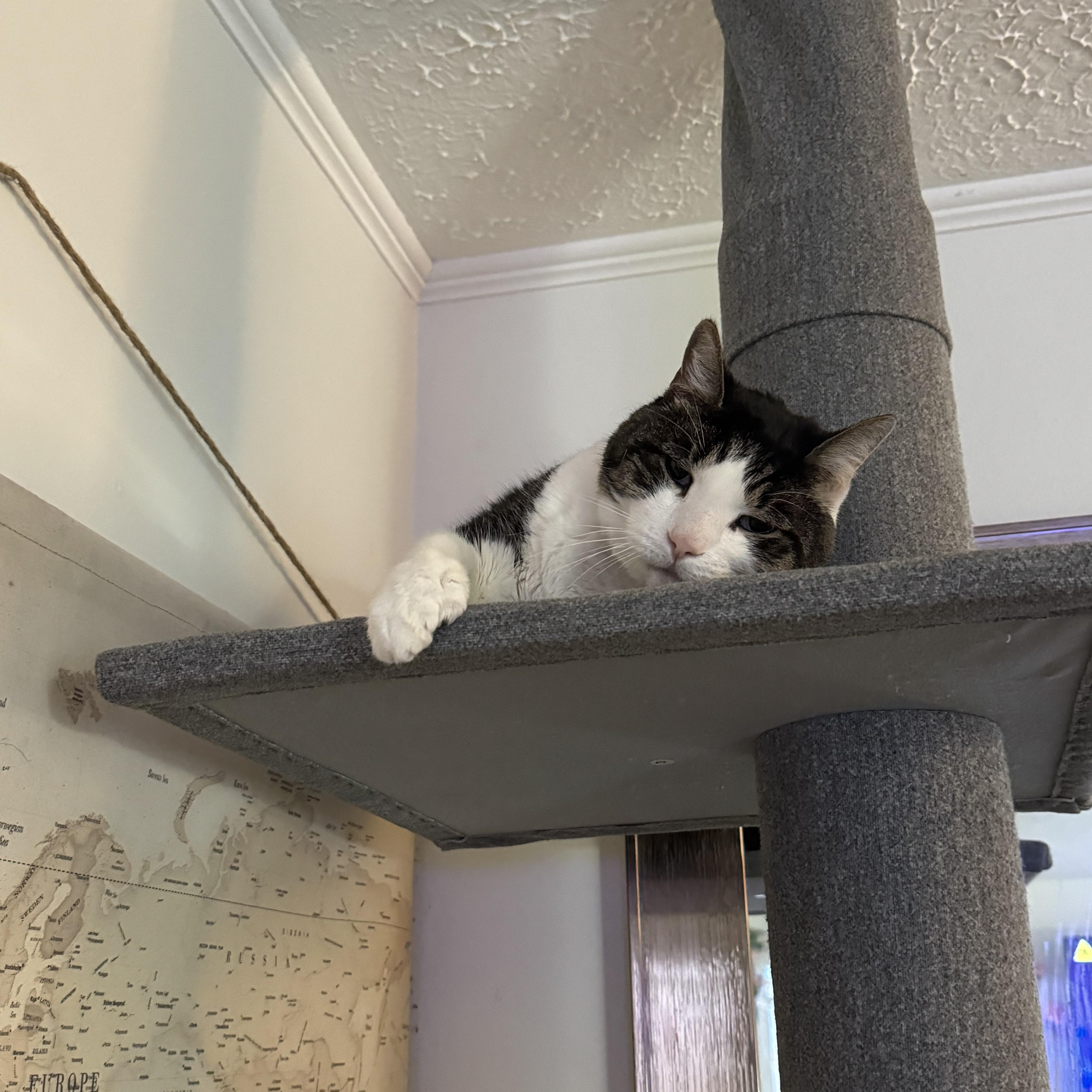 Enlarge Traveler, a Adoptable Domestic Short Hair in largo, FL image 2/2