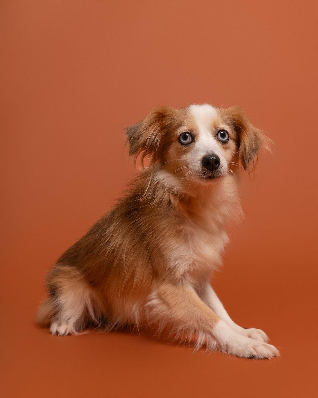 Enlarge Wren, a Adoptable Australian Shepherd in Winnabow, NC image 1/5