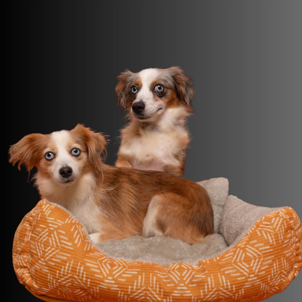 Enlarge Wren, a Adoptable Australian Shepherd in Winnabow, NC image 2/5