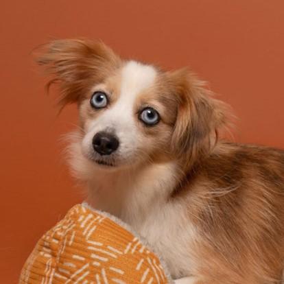 Enlarge Wren, a Adoptable Australian Shepherd in Winnabow, NC image 3/5