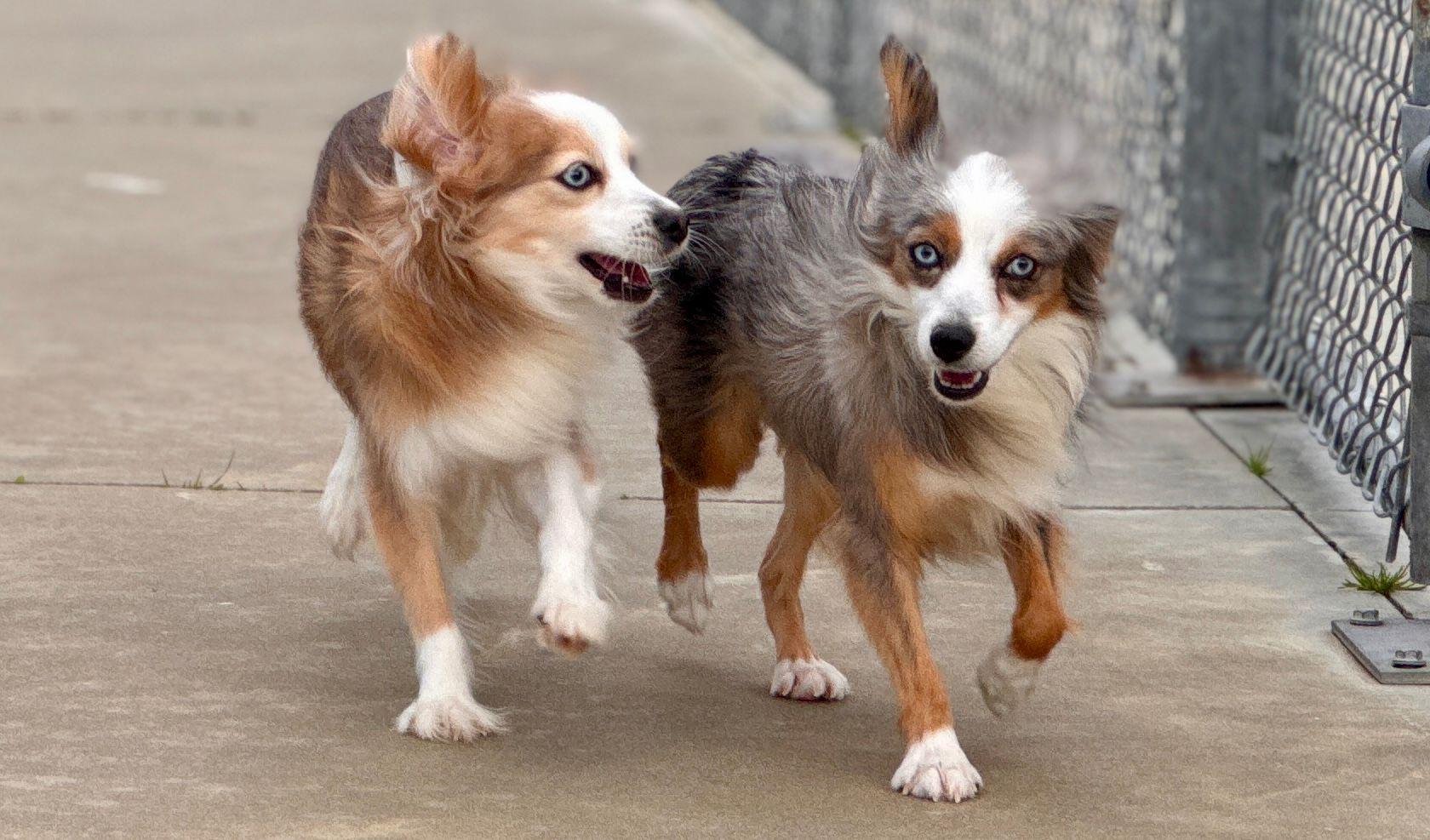 Enlarge Wren, a Adoptable Australian Shepherd in Winnabow, NC image 5/6