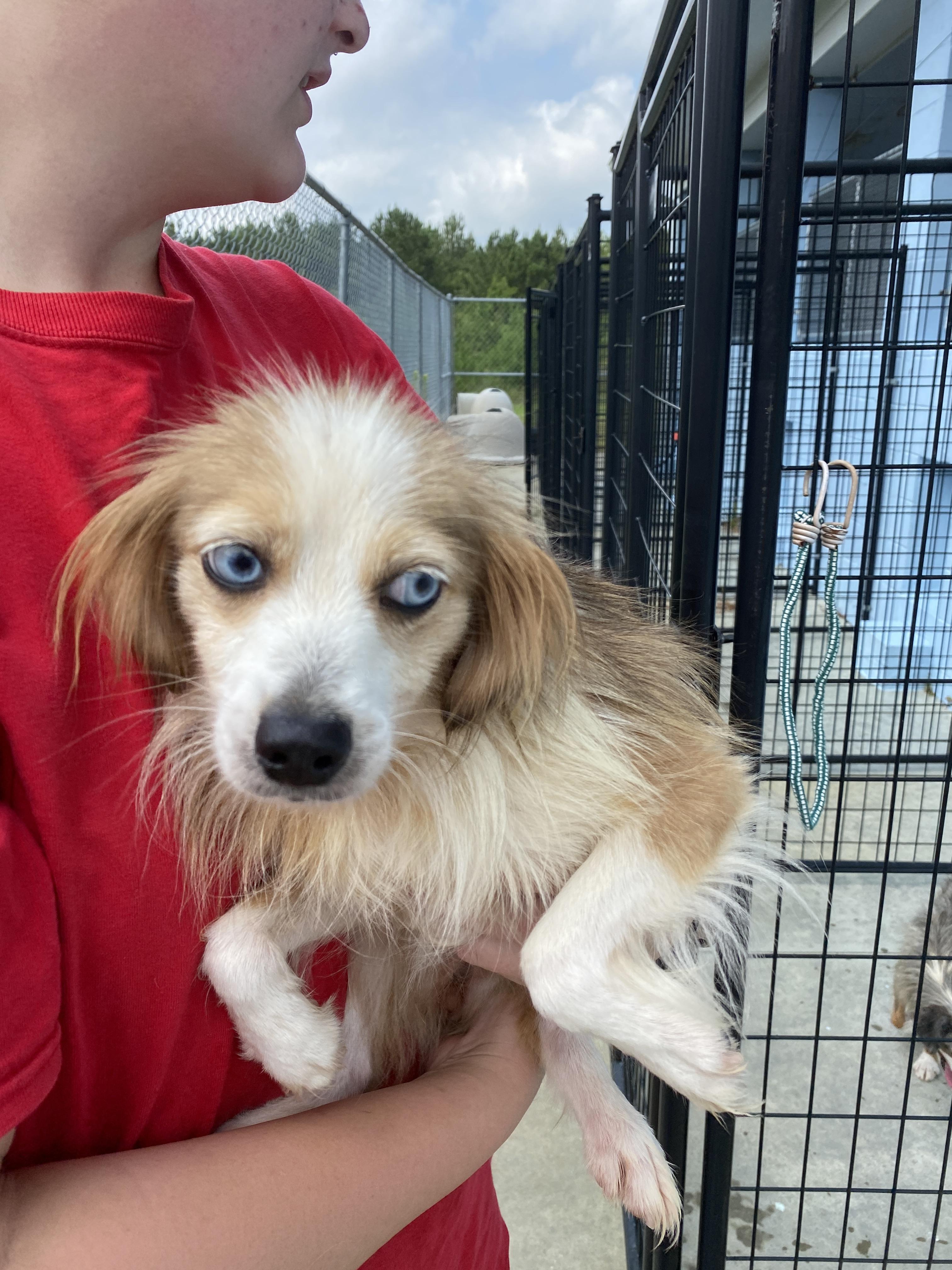 Enlarge Wren, a Adoptable Australian Shepherd in Winnabow, NC image 5/5