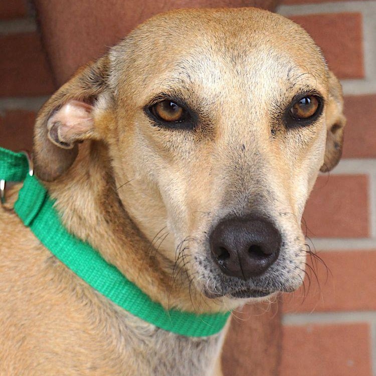 Enlarge Pistache, a Adoptable mixed breed in Cleveland, OH image 3/5