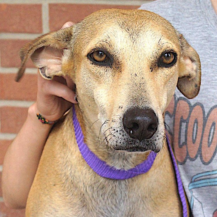 Enlarge Pistache, a Adoptable mixed breed in Cleveland, OH image 1/5