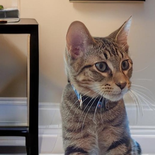 Donnie (and Marie), Adoptable, Kitten Male Domestic Short Hair.