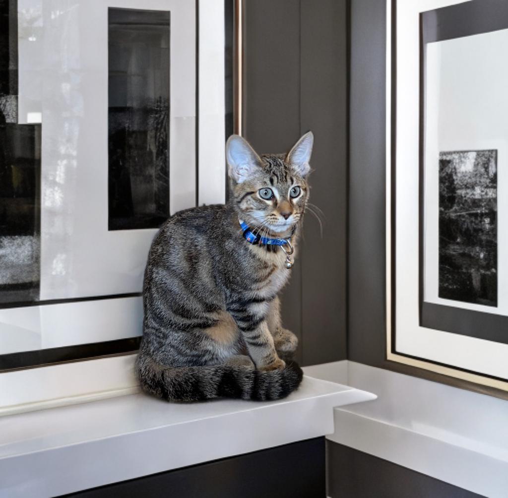 Donnie (and Marie), a Adoptable Domestic Short Hair in Boston, MA image 3/4