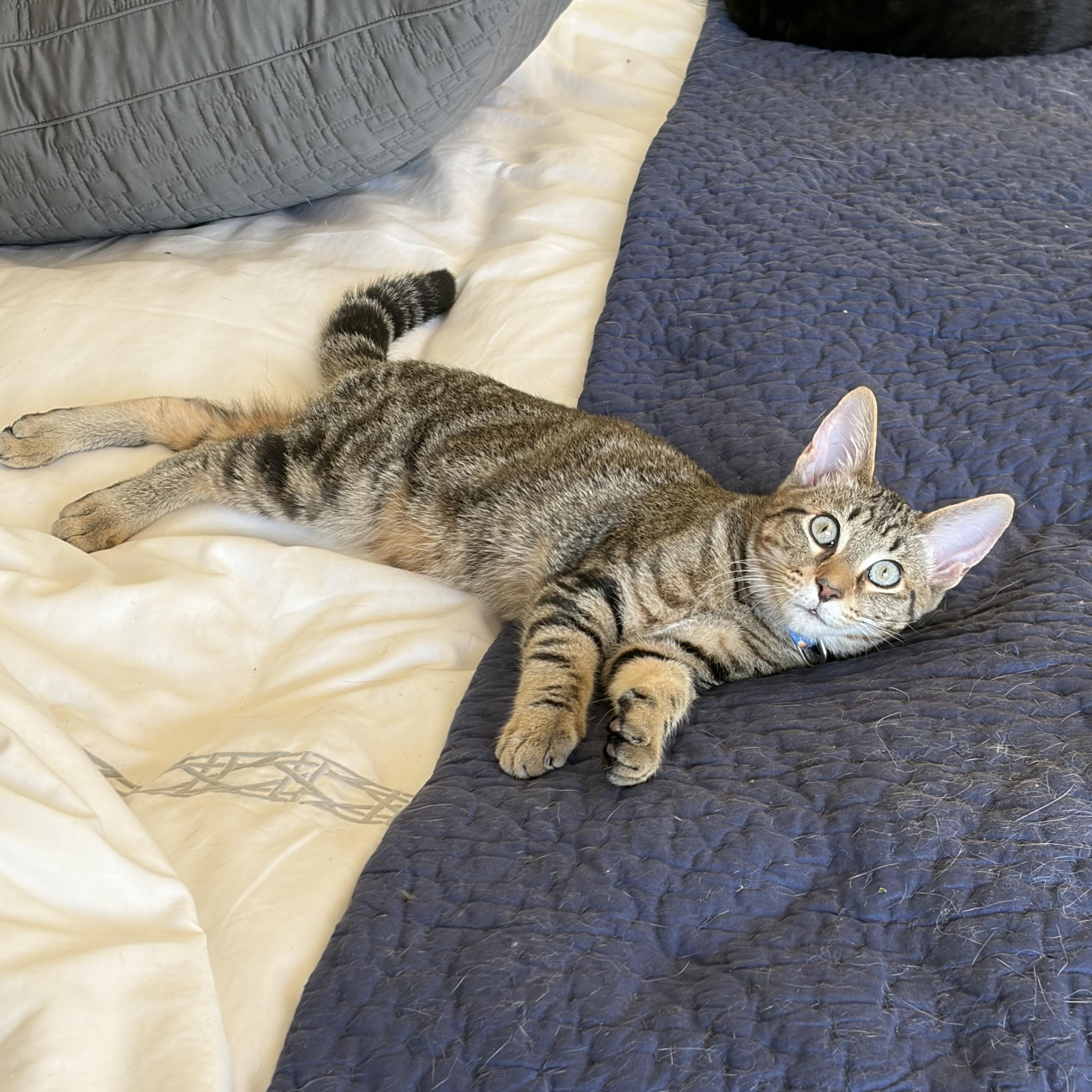 Donnie (and Marie), a Adoptable Domestic Short Hair in Boston, MA image 4/4