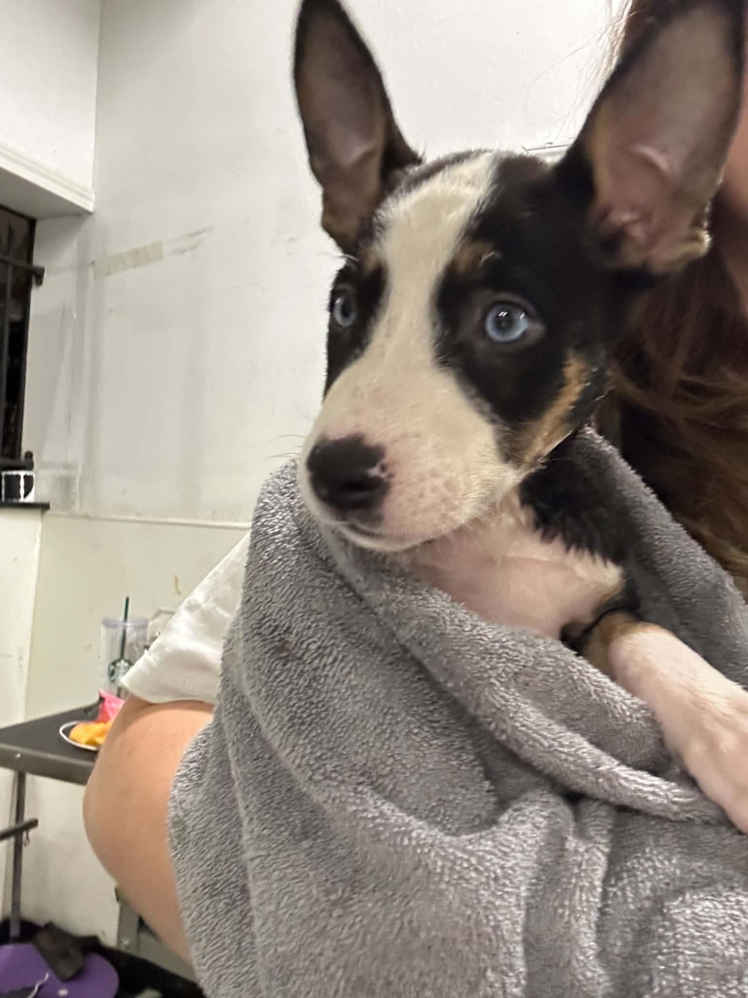 Spicy- Foster NEEDED, Adoptable, Puppy Female German Shepherd Dog & Siberian Husky.