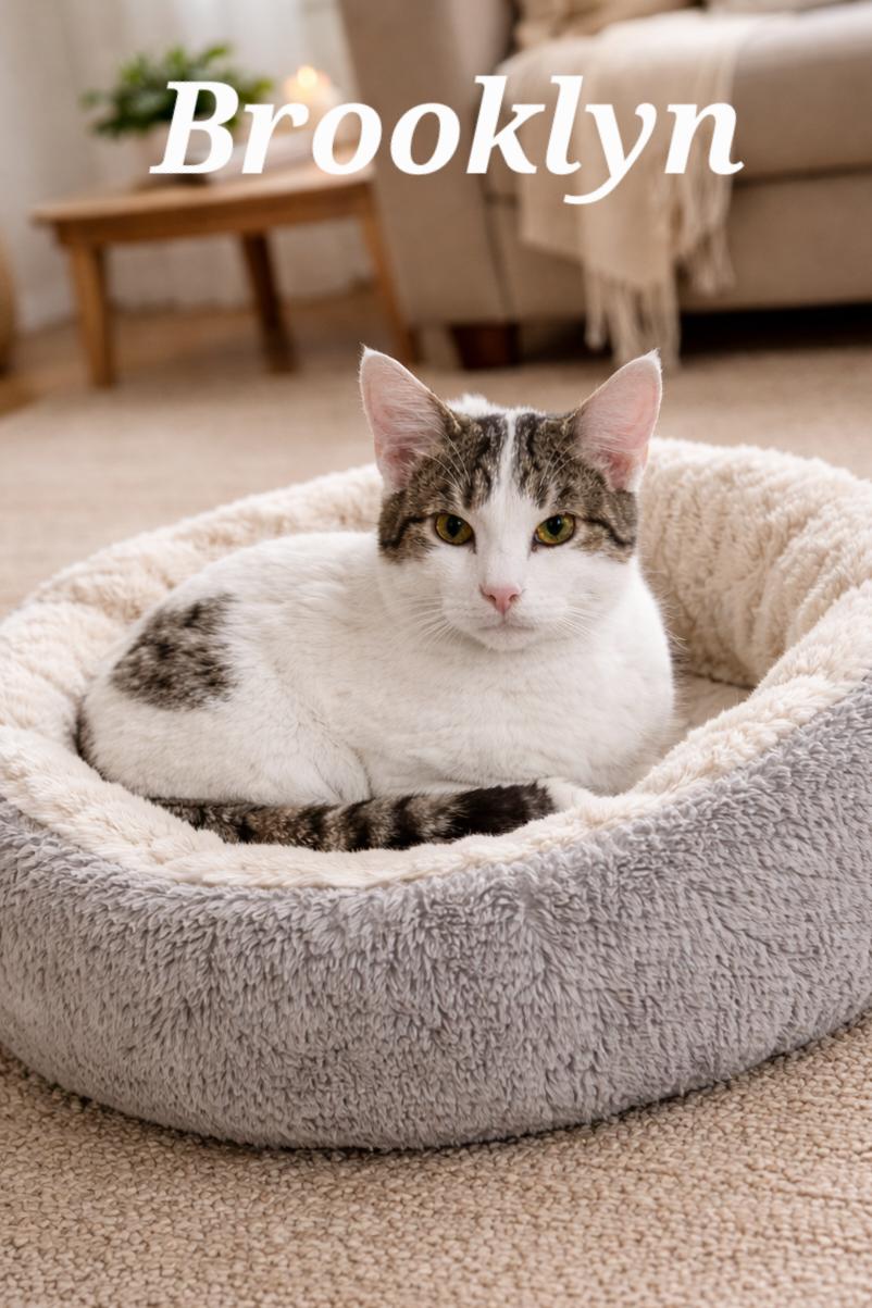 Enlarge Brooklyn, a ADOPTABLE Tabby in Monroeville, PA image 1/1